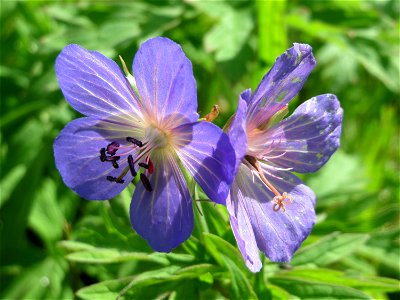 Wiesen-Storchschnabel (Geranium pratense) am Staden in Saarbrücken