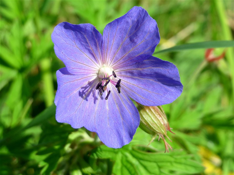 Wiesen-Storchschnabel (Geranium pratense) am Staden in Saarbrücken