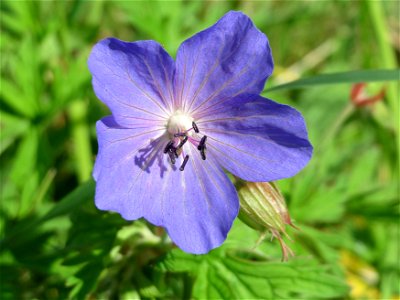 Wiesen-Storchschnabel (Geranium pratense) am Staden in Saarbrücken