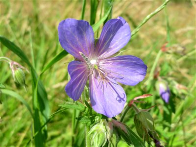 Wiesen-Storchschnabel (Geranium pratense) bei Nußloch