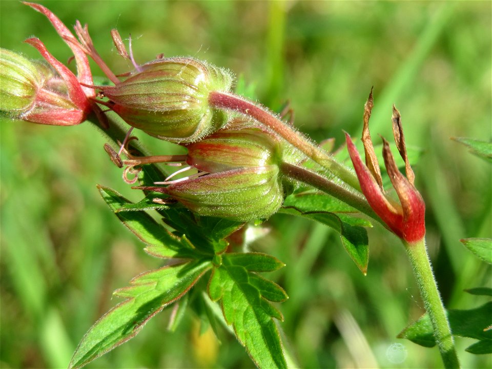 Wiesen-Storchschnabel (Geranium pratense) am Staden in Saarbrücken