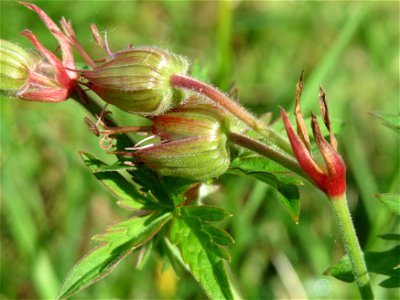 Wiesen-Storchschnabel (Geranium pratense) am Staden in Saarbrücken