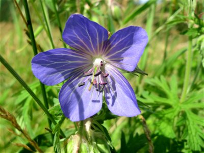 Wiesen-Storchschnabel (Geranium pratense) bei Nußloch