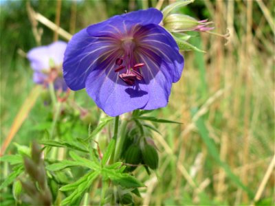 Wiesen-Storchschnabel (Geranium pratense) im Naturschutzgebiet Bachwiesen/Leopoldswiesen im Hockenheimer Rheinbogen