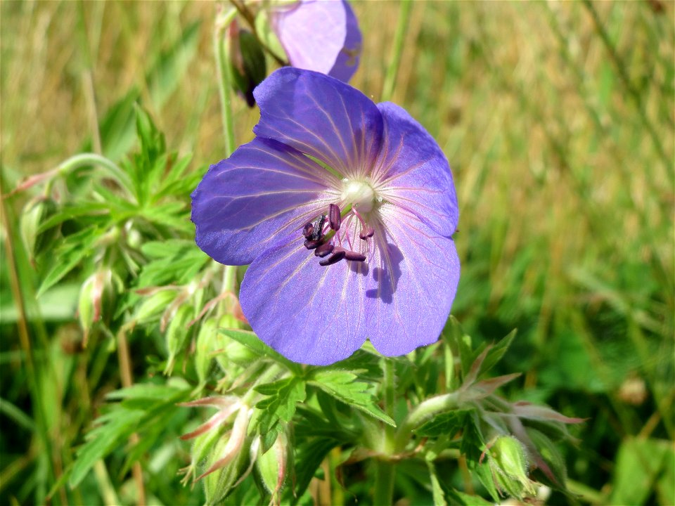 Wiesen-Storchschnabel (Geranium pratense) im Naturschutzgebiet Bachwiesen/Leopoldswiesen im Hockenheimer Rheinbogen