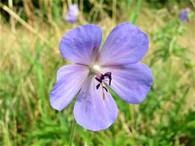 Wiesen-Storchschnabel (Geranium pratense) im Naturschutzgebiet Bachwiesen/Leopoldswiesen im Hockenheimer Rheinbogen