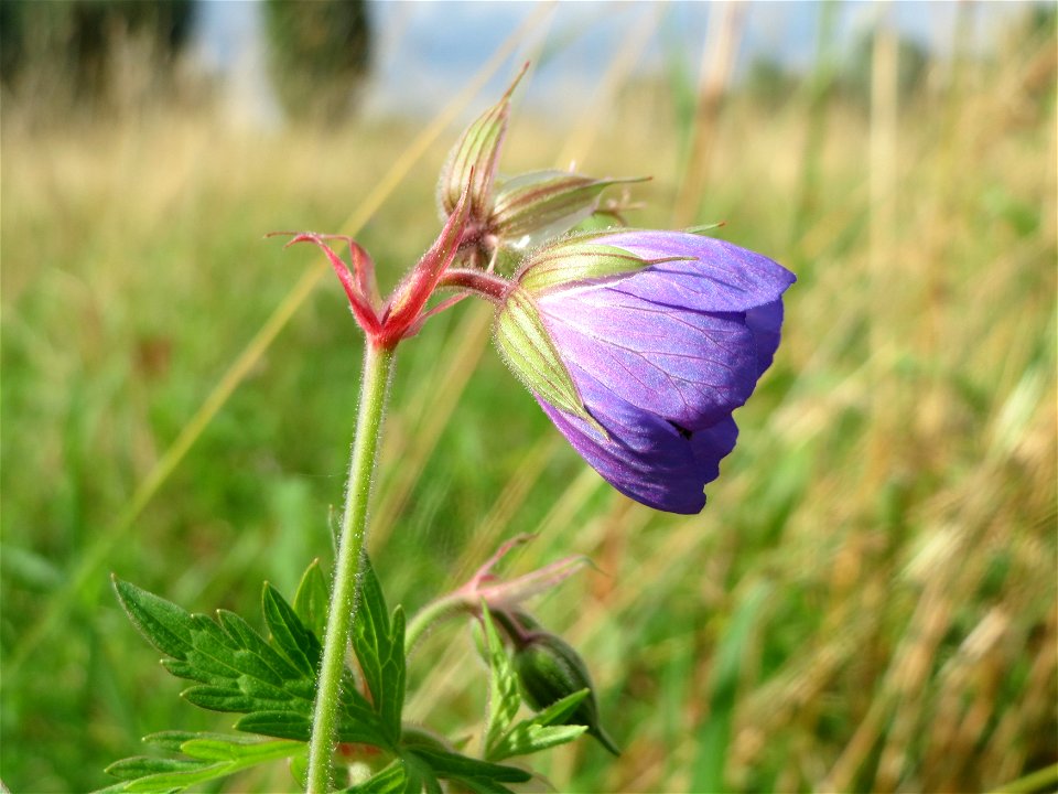 Wiesen-Storchschnabel (Geranium pratense) im Naturschutzgebiet Bachwiesen/Leopoldswiesen im Hockenheimer Rheinbogen