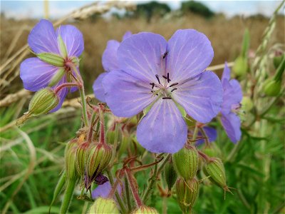 Wiesen-Storchschnabel (Geranium pratense) bei Wiesbaden-Nordenstadt