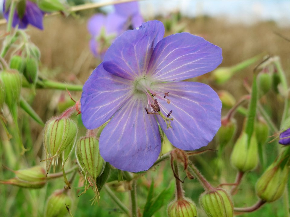 Wiesen-Storchschnabel (Geranium pratense) bei Wiesbaden-Nordenstadt