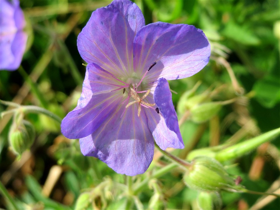 Wiesen-Storchschnabel (Geranium pratense) am Kraichbach in Hockenheim