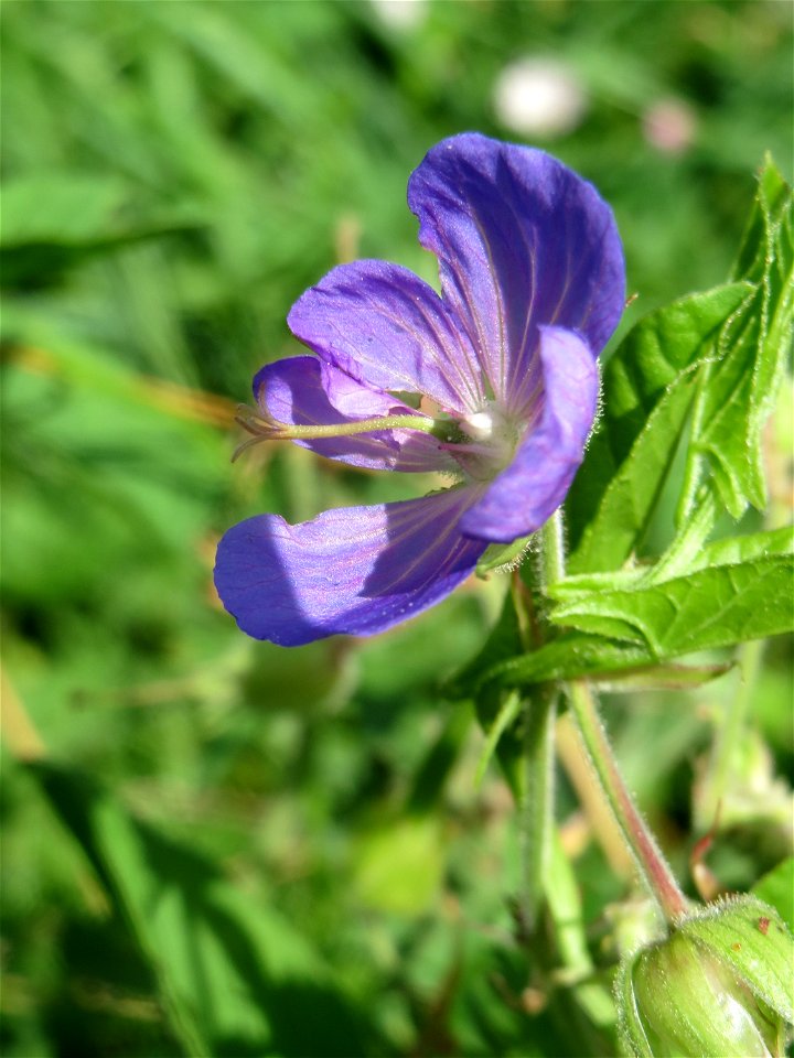 Wiesen-Storchschnabel (Geranium pratense) am Kraichbach in Hockenheim