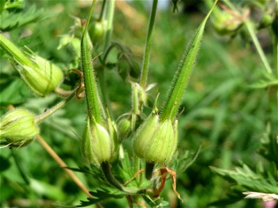 Wiesen-Storchschnabel (Geranium pratense) am Kraichbach in Hockenheim