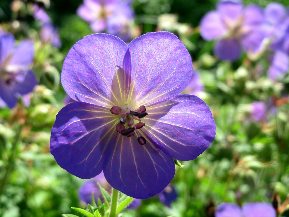 Wiesen-Storchschnabel (Geranium pratense) am Staden in Saarbrücken