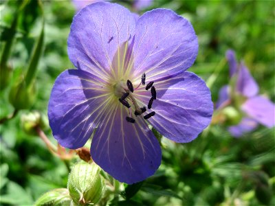 Wiesen-Storchschnabel (Geranium pratense) am Staden in Saarbrücken