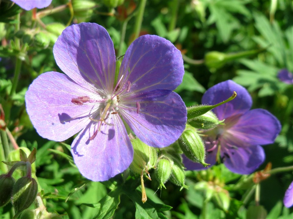 Wiesen-Storchschnabel (Geranium pratense) am Staden in Saarbrücken