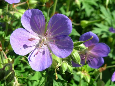 Wiesen-Storchschnabel (Geranium pratense) am Staden in Saarbrücken