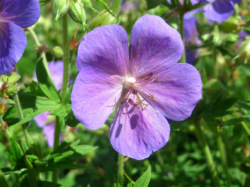 Wiesen-Storchschnabel (Geranium pratense) am Staden in Saarbrücken