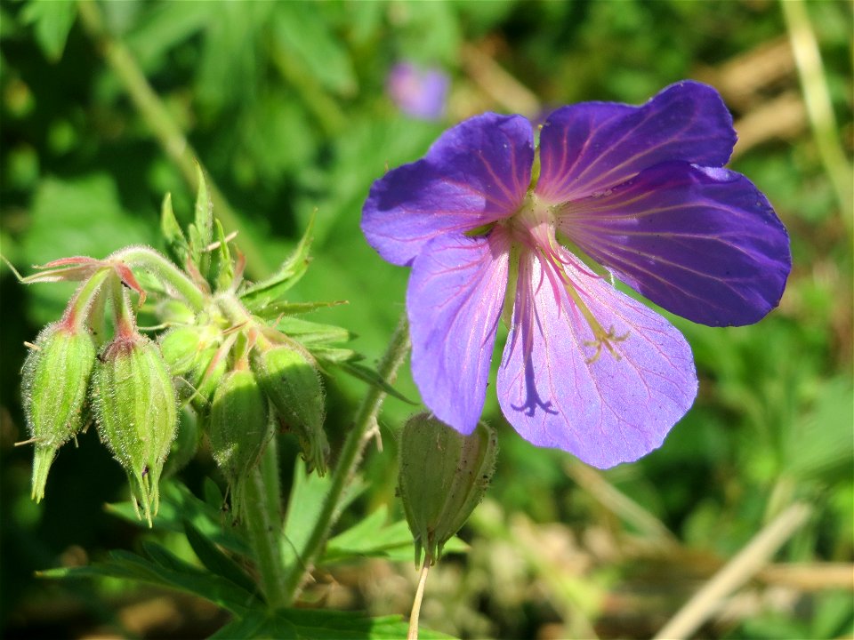 Wiesen-Storchschnabel (Geranium pratense) im Hockenheimer Rheinbogen