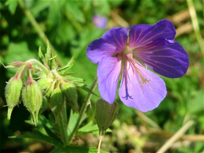 Wiesen-Storchschnabel (Geranium pratense) im Hockenheimer Rheinbogen