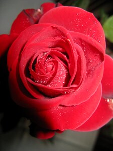 Flower rose blossom