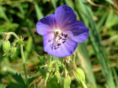 Wiesen-Storchschnabel (Geranium pratense) im Hockenheimer Rheinbogen