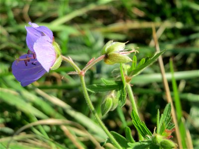 Wiesen-Storchschnabel (Geranium pratense) im Hockenheimer Rheinbogen