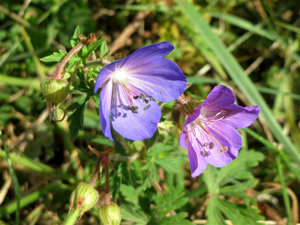 Wiesen-Storchschnabel (Geranium pratense) im Hockenheimer Rheinbogen