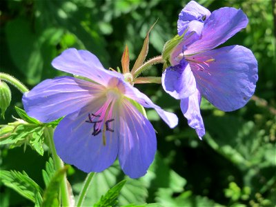 Wiesen-Storchschnabel (Geranium pratense) im Naturschutzgebiet „Bachwiesen/Leopoldswiesen“ im Hockenheimer Rheinbogen