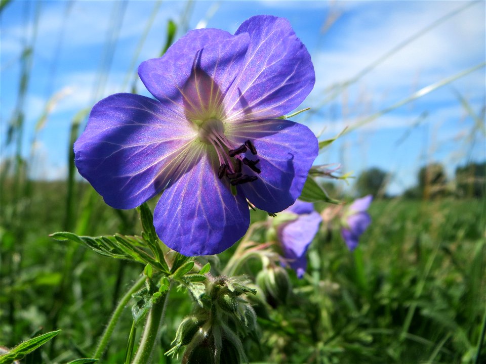 Wiesen-Storchschnabel (Geranium pratense) im Naturschutzgebiet „Bachwiesen/Leopoldswiesen“ im Hockenheimer Rheinbogen