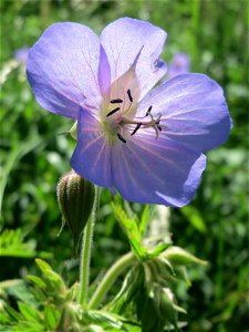 Wiesen-Storchschnabel (Geranium pratense) im Naturschutzgebiet „Bachwiesen/Leopoldswiesen“ im Hockenheimer Rheinbogen