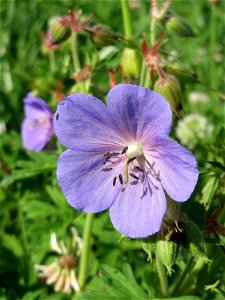 Wiesen-Storchschnabel (Geranium pratense) am Staden in Saarbrücken
