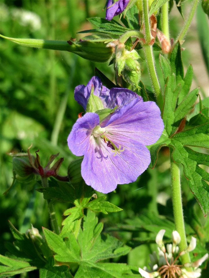 Wiesen-Storchschnabel (Geranium pratense) am Staden in Saarbrücken