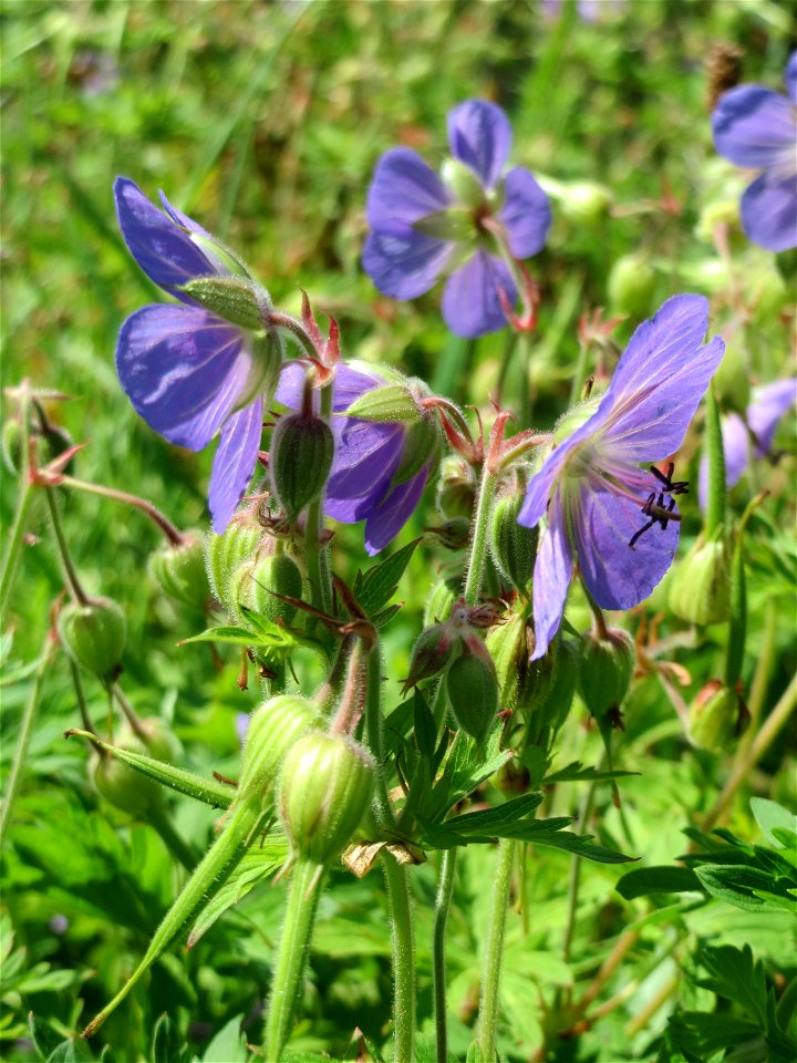 Wiesen-Storchschnabel (Geranium pratense) am Staden in Saarbrücken