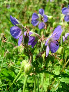 Wiesen-Storchschnabel (Geranium pratense) am Staden in Saarbrücken