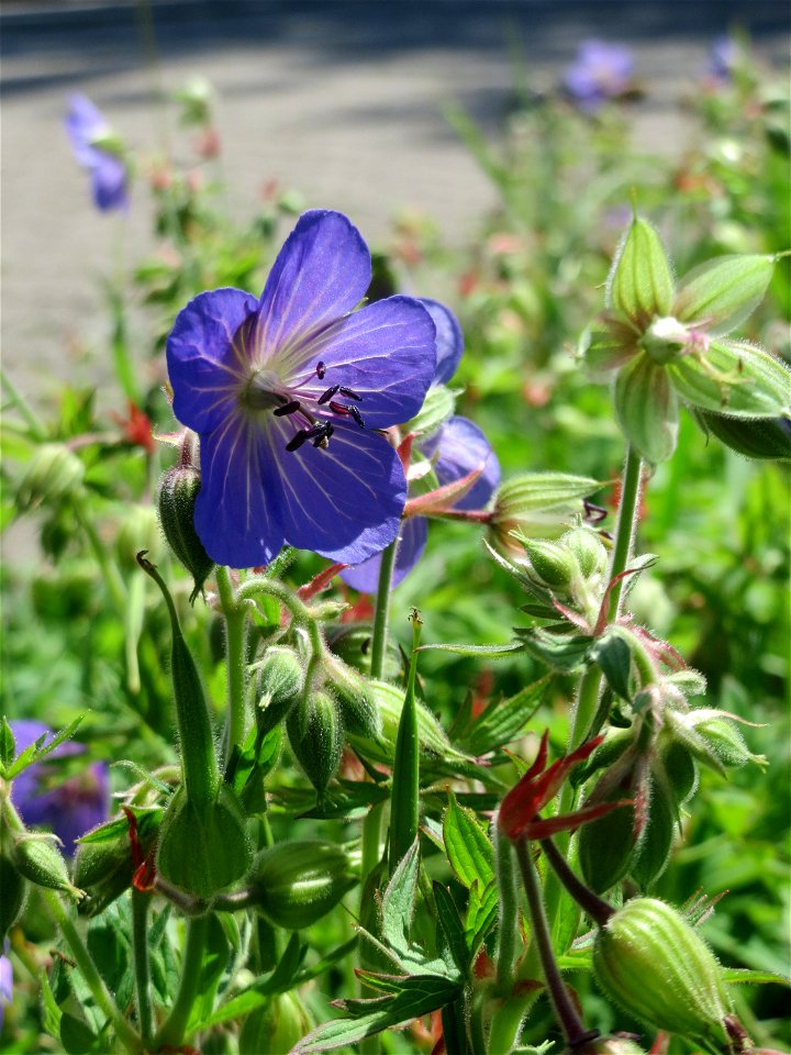 Wiesen-Storchschnabel (Geranium pratense) am Staden in Saarbrücken
