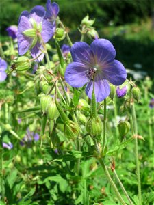 Wiesen-Storchschnabel (Geranium pratense) am Staden in Saarbrücken