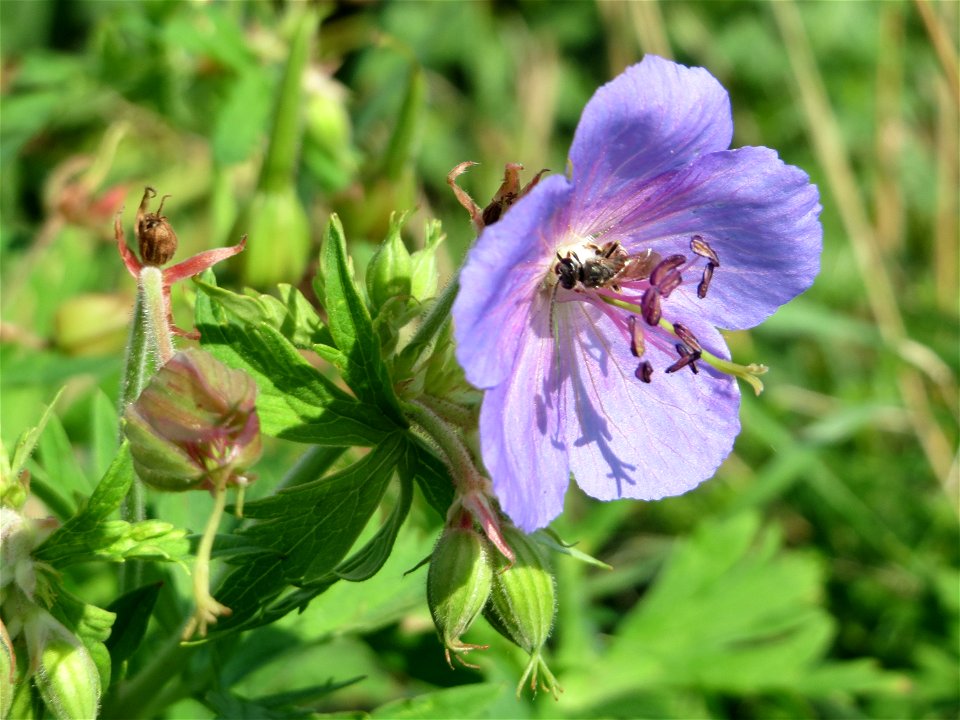 Wiesen-Storchschnabel (Geranium pratense) bei Wiesbaden-Nordenstadt