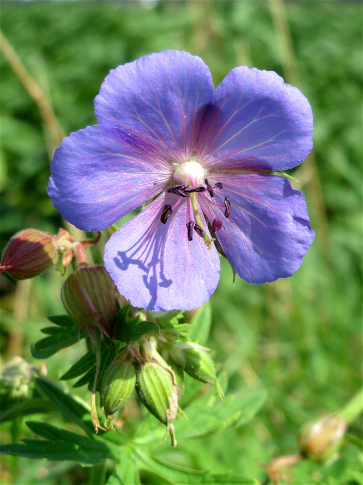 Wiesen-Storchschnabel (Geranium pratense) bei Wiesbaden-Nordenstadt
