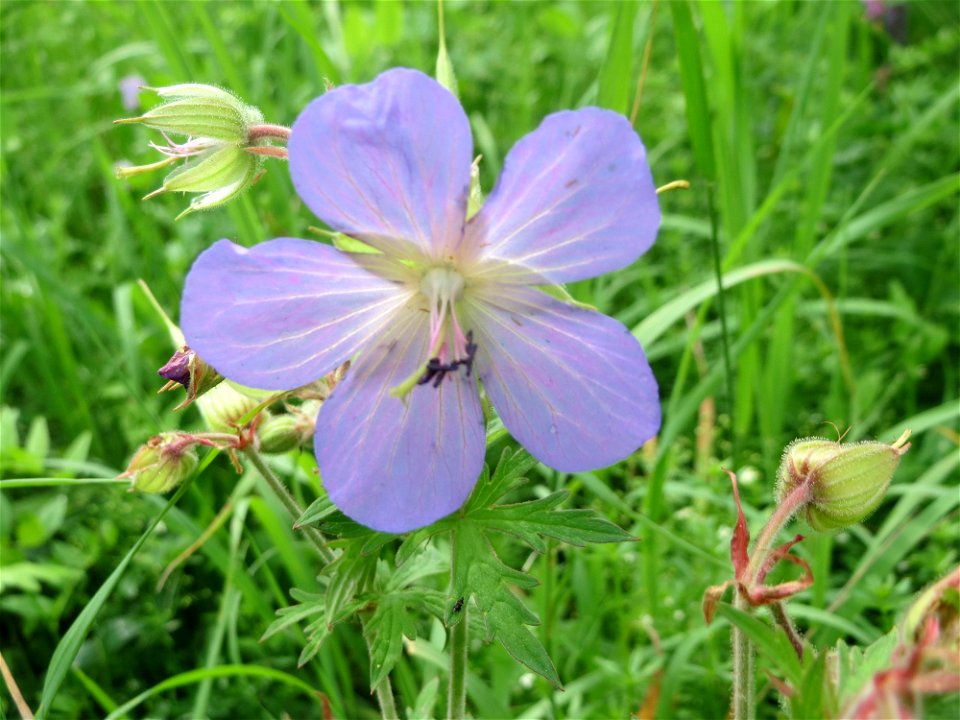 Wiesen-Storchschnabel (Geranium pratense) bei Nußloch