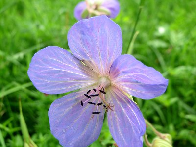 Wiesen-Storchschnabel (Geranium pratense) bei Nußloch