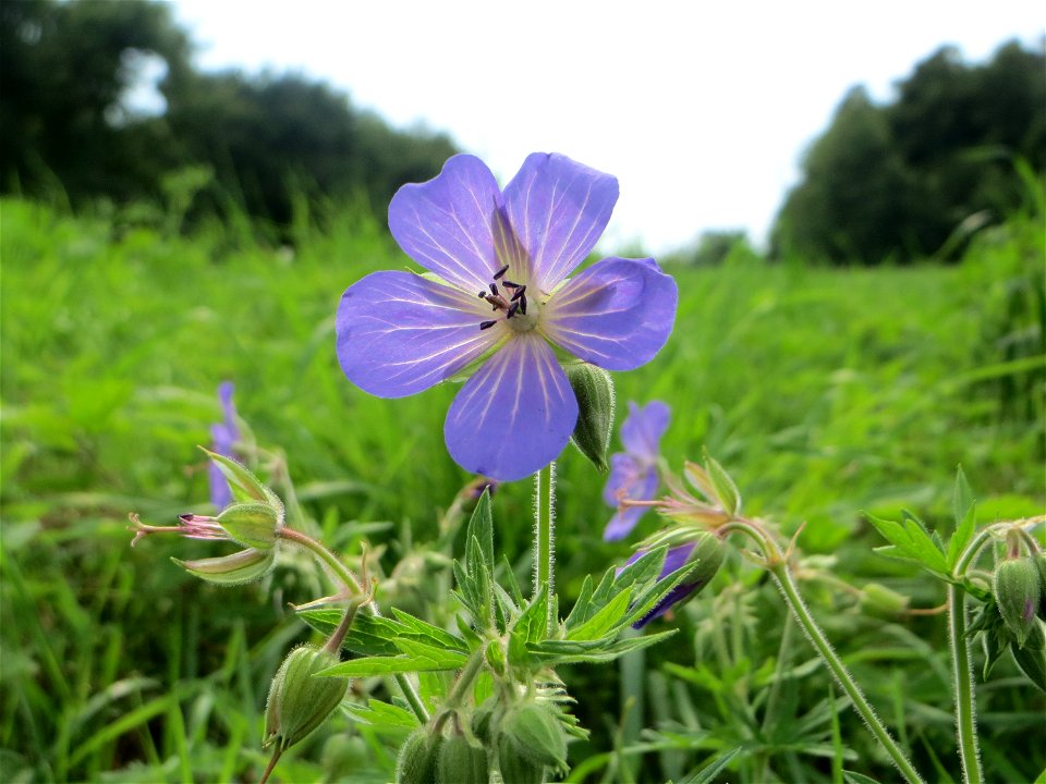 Wiesen-Storchschnabel (Geranium pratense) bei Nußloch