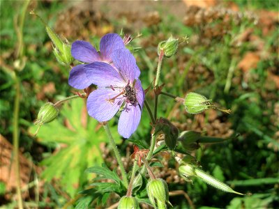 Wiesen-Storchschnabel (Geranium pratense) an der Saar in Saarbrücken