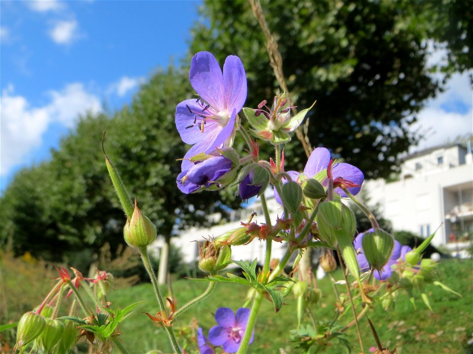Wiesen-Storchschnabel (Geranium pratense) an der Saar in Saarbrücken