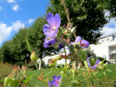 Wiesen-Storchschnabel (Geranium pratense) an der Saar in Saarbrücken