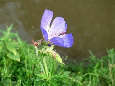 Wiesen-Storchschnabel (Geranium pratense) am Kraichbach in Hockenheim