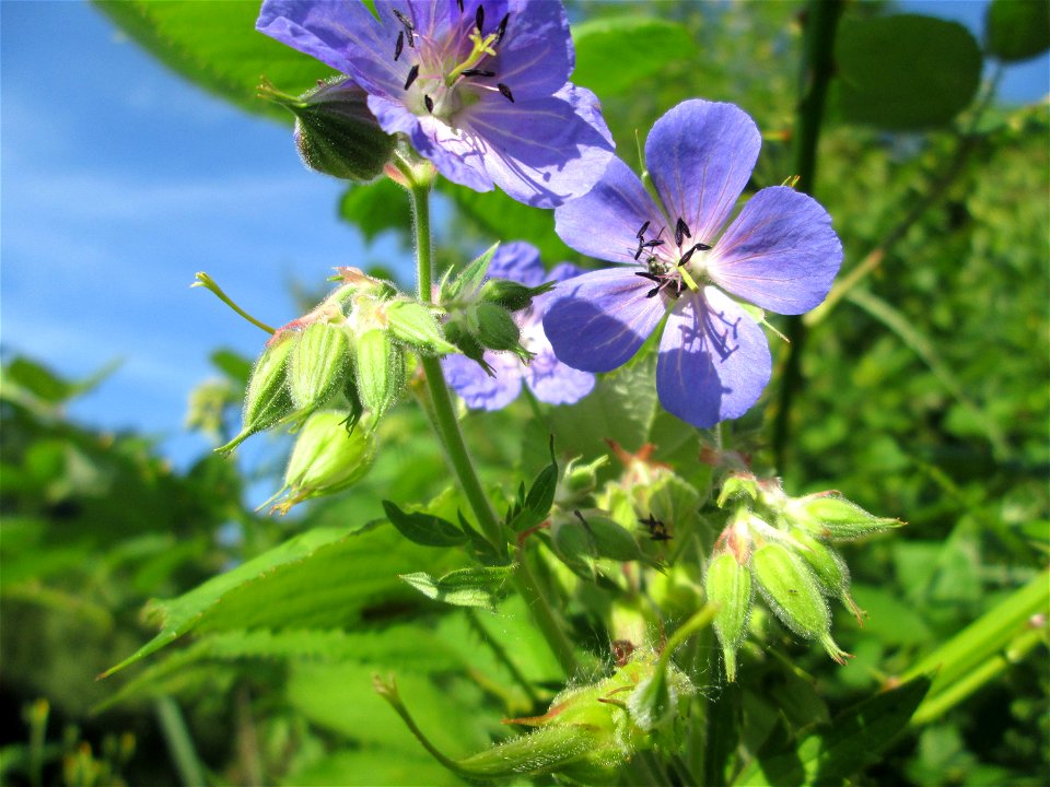Wiesen-Storchschnabel (Geranium pratense) an der Saar in Saarbrücken