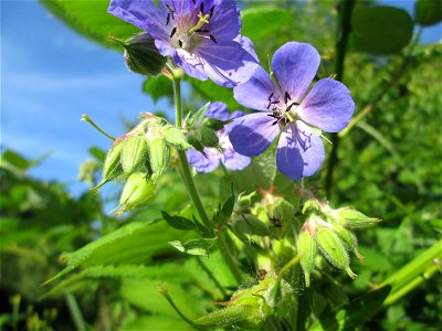 Wiesen-Storchschnabel (Geranium pratense) an der Saar in Saarbrücken