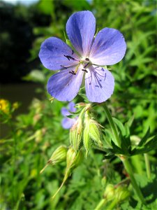 Wiesen-Storchschnabel (Geranium pratense) an der Saar in Saarbrücken