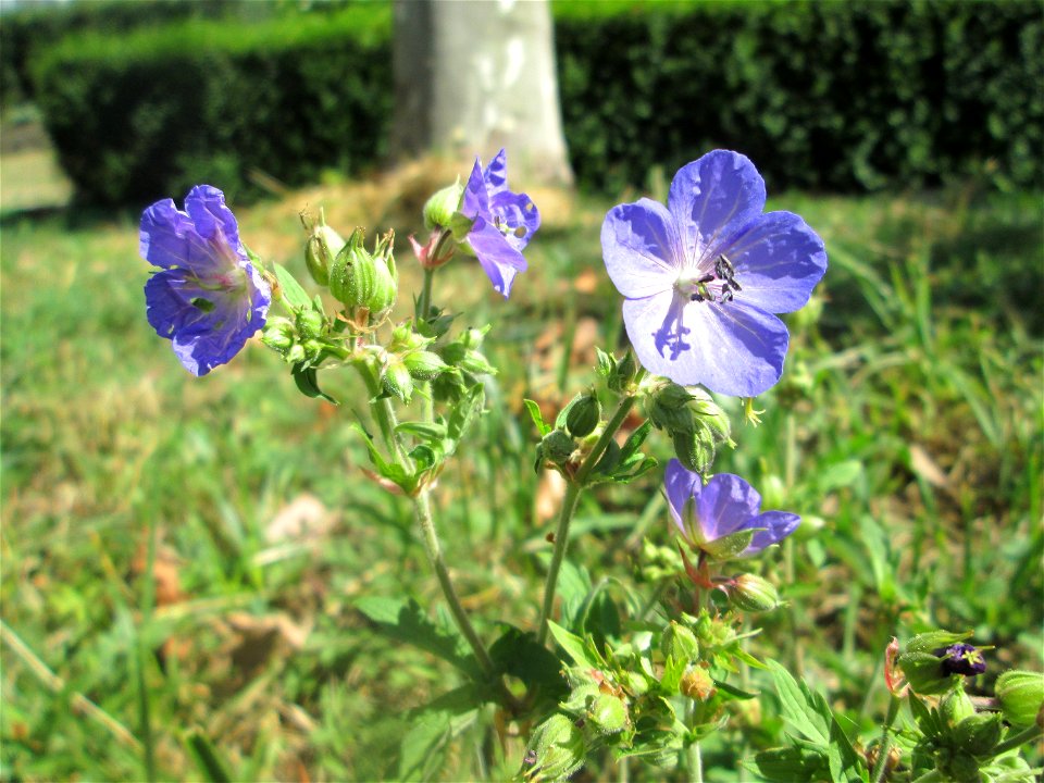 Wiesen-Storchschnabel (Geranium pratense) am Staden in Saarbrücken
