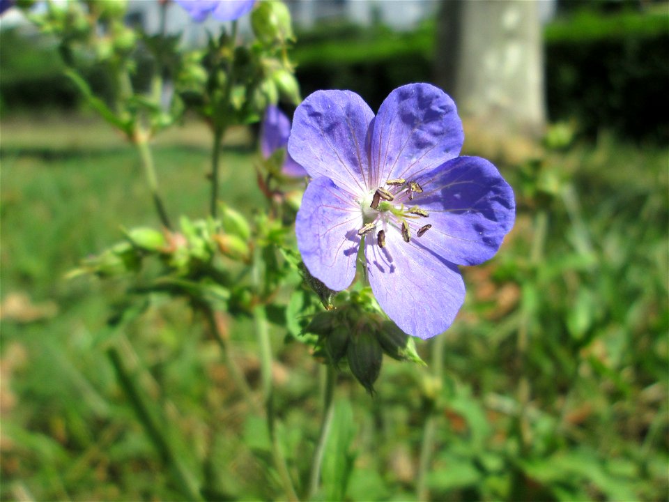 Wiesen-Storchschnabel (Geranium pratense) am Staden in Saarbrücken